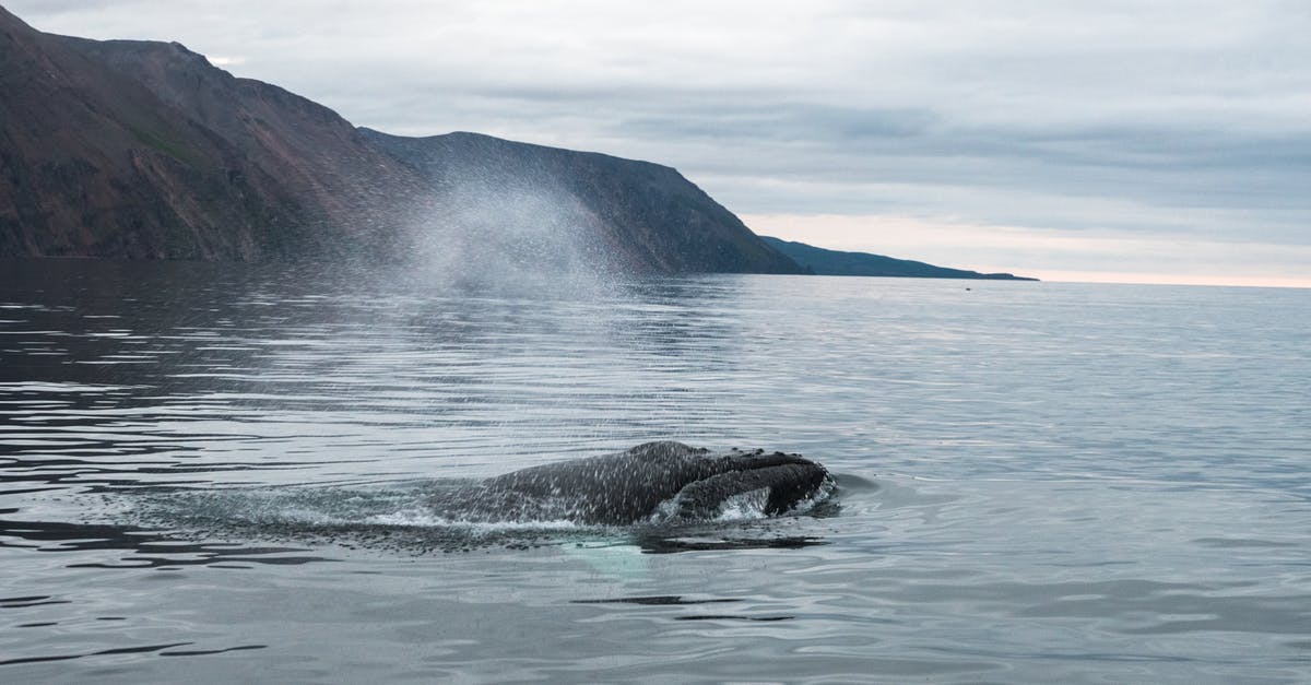 Will I get the season 1 and 2 characters with the free Arcade Edition update? - Humpback whale swimming in ocean