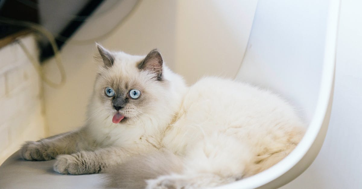Will logging out and in frequently slow my pet kitten's growth? - Ragdoll Cat on a White Chair Will logging out and in frequently slow my pet kitten's growth? - Ragdoll Cat on a White Chair