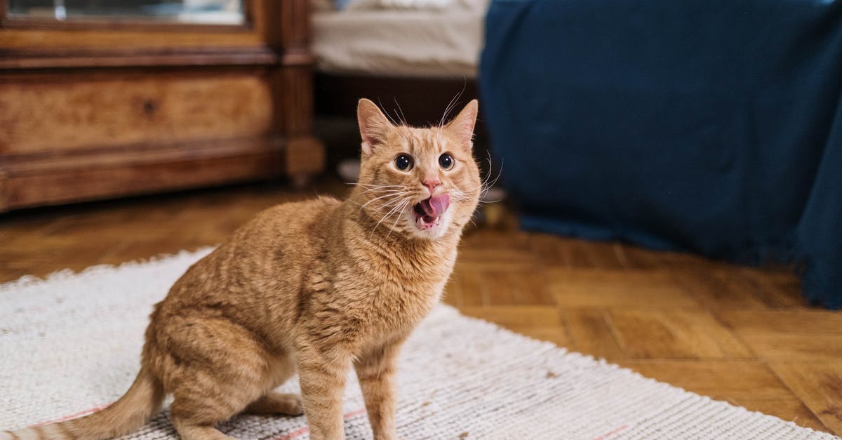 Will logging out and in frequently slow my pet kitten's growth? - Orange Tabby Cat With Tongue Out Will logging out and in frequently slow my pet kitten's growth? - Orange Tabby Cat With Tongue Out