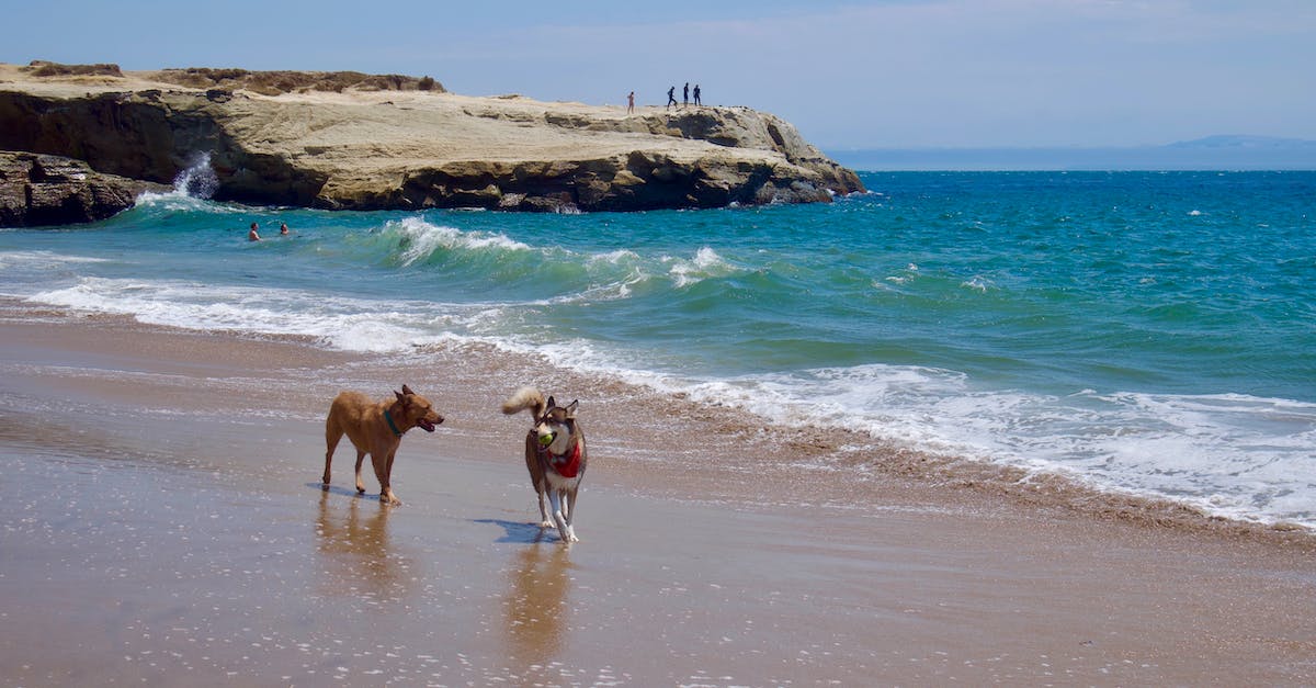 Will my pets get eaten by aliens? - 