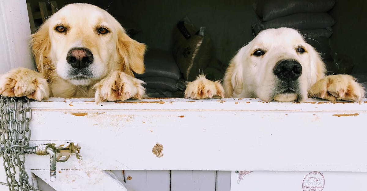 Will my pets get eaten by aliens? - Free stock photo of adorable, animal, canine Will my pets get eaten by aliens? - Free stock photo of adorable, animal, canine