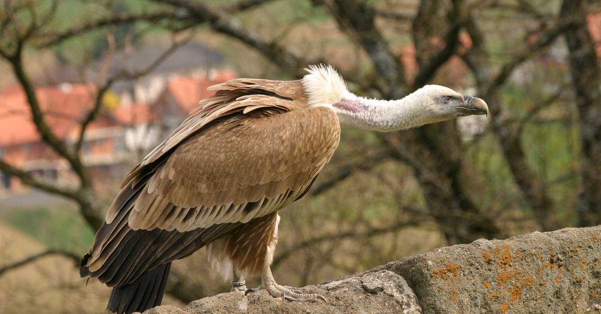 Will N'Zoth the corrupter re-summon an Unearthed Raptor? - Brown and White Bird on Gray Rock