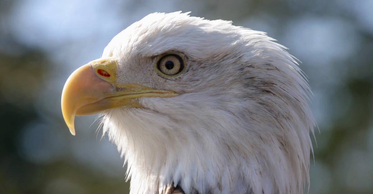 Will N'Zoth the corrupter re-summon an Unearthed Raptor? - White and Brown Eagle in Close Up Photography