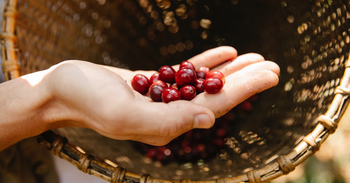 Will plants continue to produce crops in their second season if not removed? - From above crop anonymous male demonstrating red fragrant coffee cherries above wicker basket while harvesting season in sunny plantation