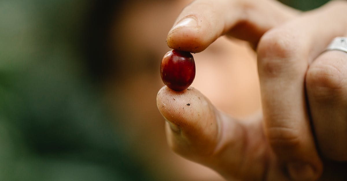 Will plants continue to produce crops in their second season if not removed? - Crop faceless gardener showing ripe coffee berry