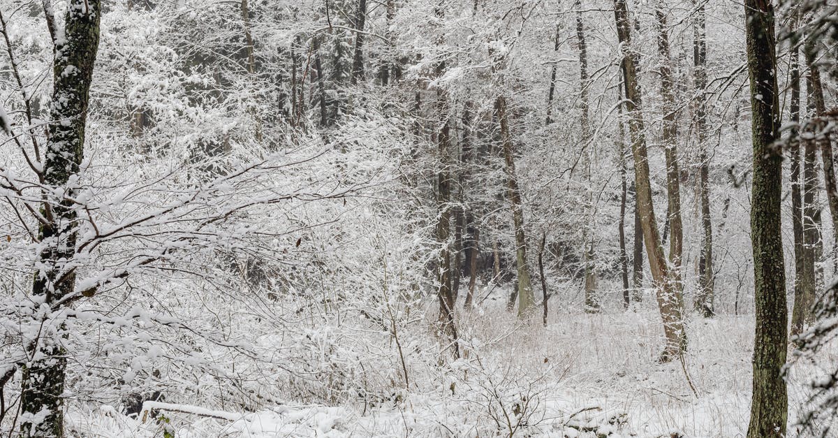 Will trees (trunks) ever consume in magma and how much do they need to be submerged in for that to happen? - Forest Trees in Frost
