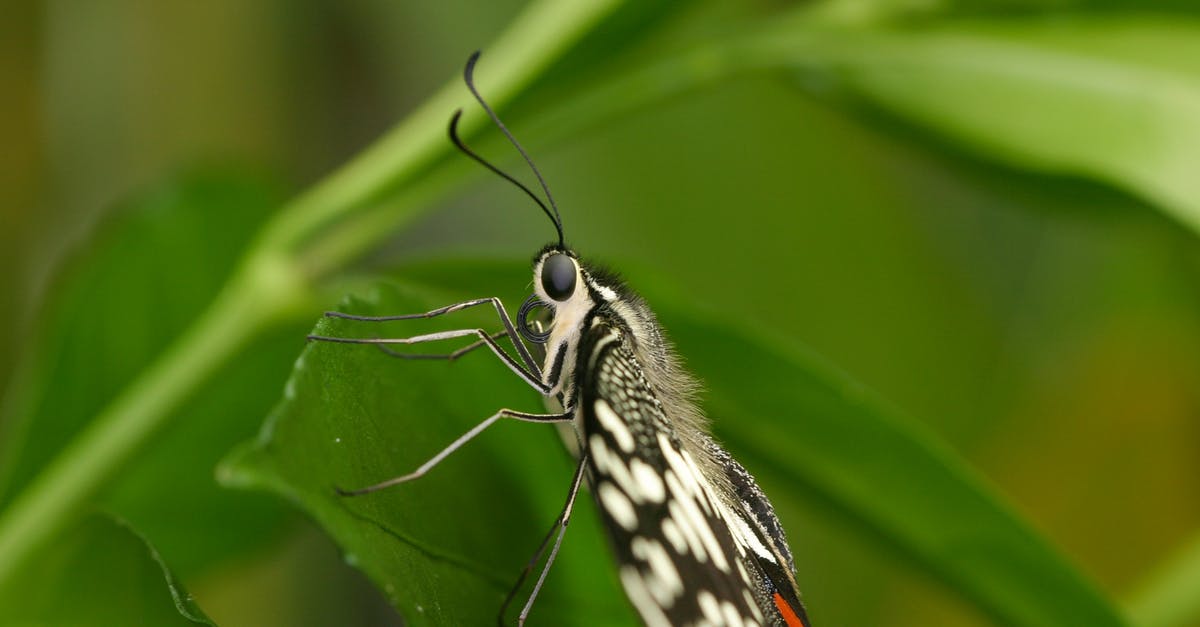 Wing options for Lakeview Manor - Black and White Butterfly Perched on Green Leaf in Close Up Photography