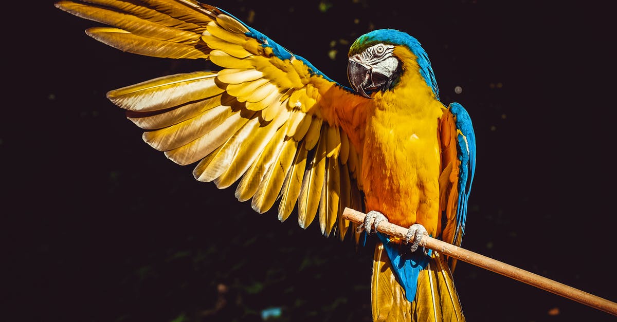 Wing options for Lakeview Manor - Photo of Yellow and Blue Macaw With One Wing Open Perched on a Wooden Stick Wing options for Lakeview Manor - Photo of Yellow and Blue Macaw With One Wing Open Perched on a Wooden Stick