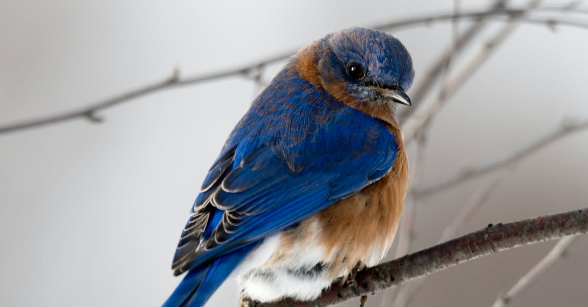 Wing options for Lakeview Manor - Photography of Small Blue and Brown Bird Wing options for Lakeview Manor - Photography of Small Blue and Brown Bird