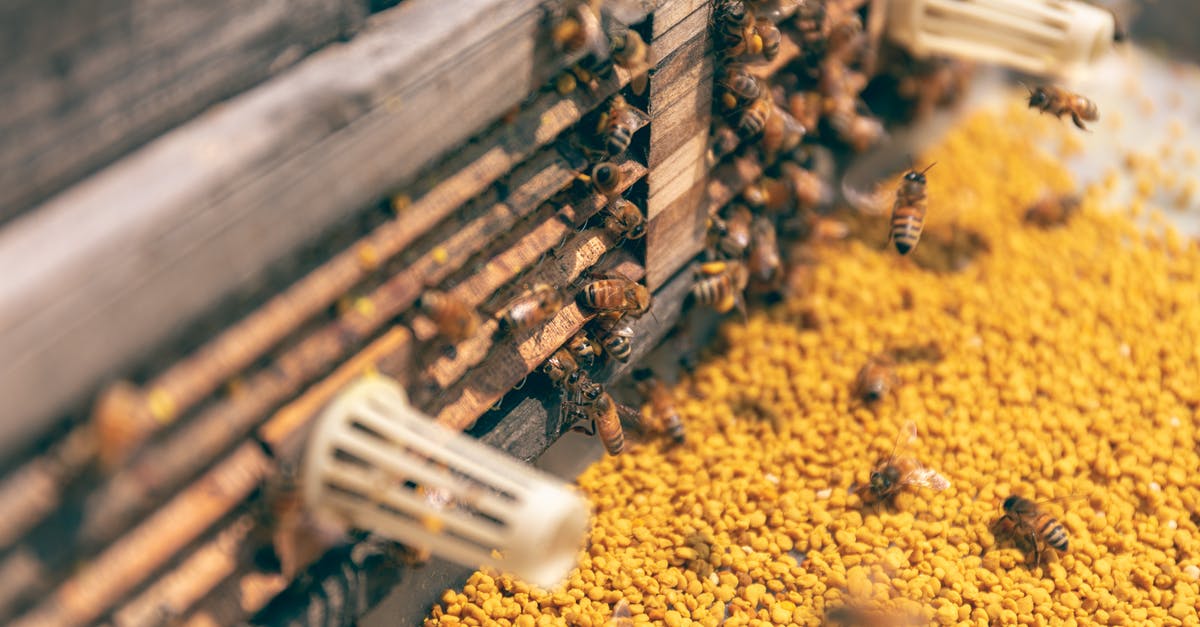 Witcher 2 bomb bugs - Bees