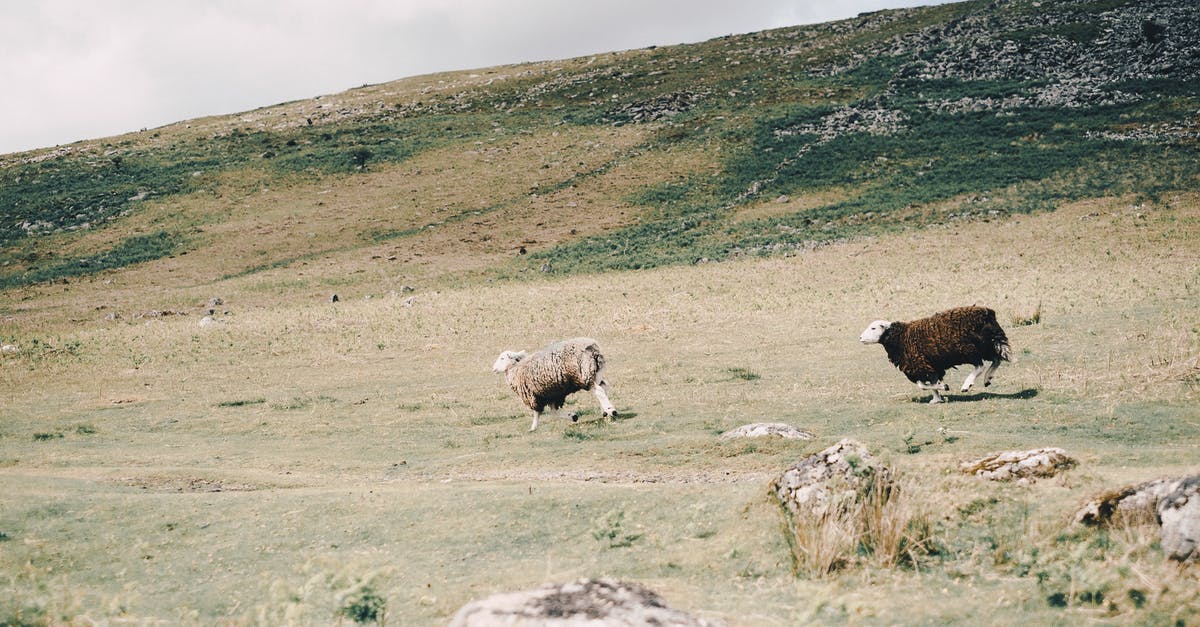 Would Farming Simulator 15 run on my laptop? [duplicate] - Sheep walking on hill slope in countryside