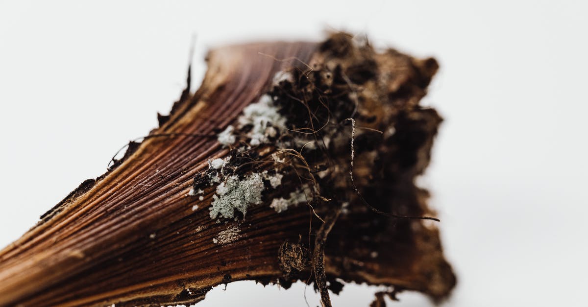 WoW - Target Scan Enemy macro - Brown Dried Plant on White Background