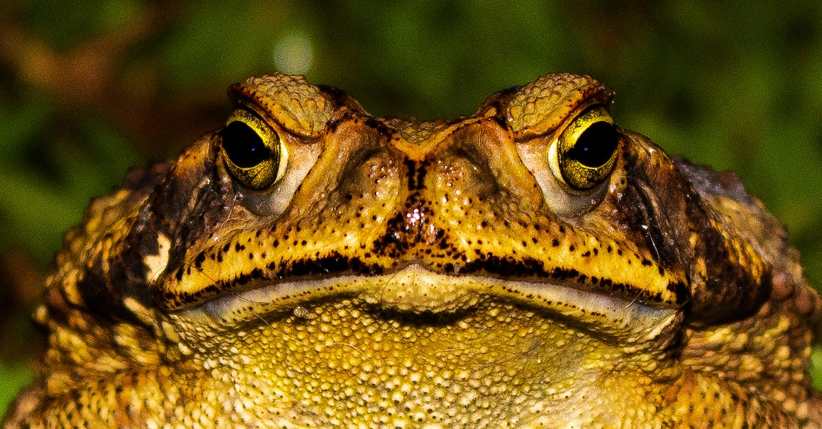 Zombie Head Common or Rare Classification? - Closeup frog sitting near green plants in sunny day in summer time and looking at camera Zombie Head Common or Rare Classification? - Closeup frog sitting near green plants in sunny day in summer time and looking at camera