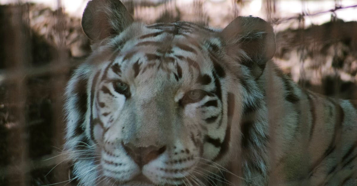 Zombie Head Common or Rare Classification? - White Bengal Tiger in Cage Zombie Head Common or Rare Classification? - White Bengal Tiger in Cage